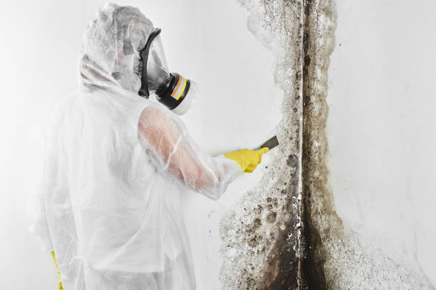 Best Commercial Mold Removal  in Silsbee, TX