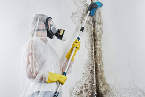 Best Residential Mold Removal  in Silsbee, TX