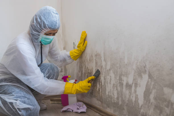 Best Attic Mold Removal  in Silsbee, TX