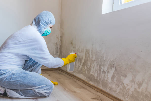 Home Mold Removal in Silsbee, TX