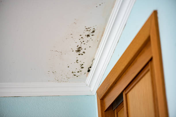 Best Commercial Mold Removal  in Silsbee, TX