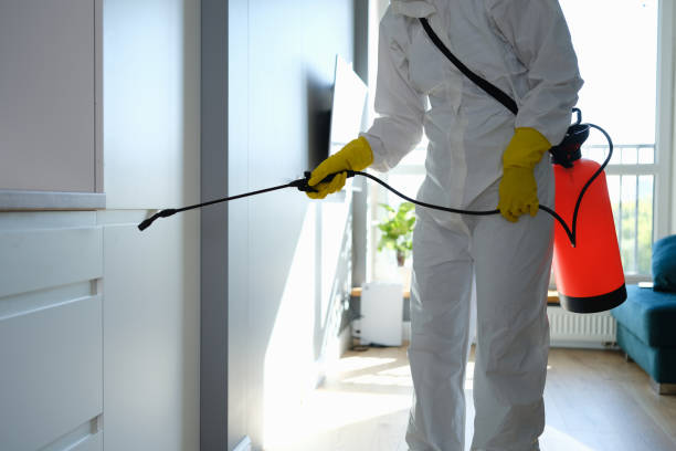 Best Mold Removal Specialists  in Silsbee, TX