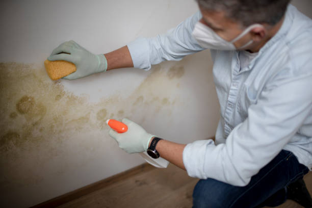 Best Mold Testing  in Silsbee, TX