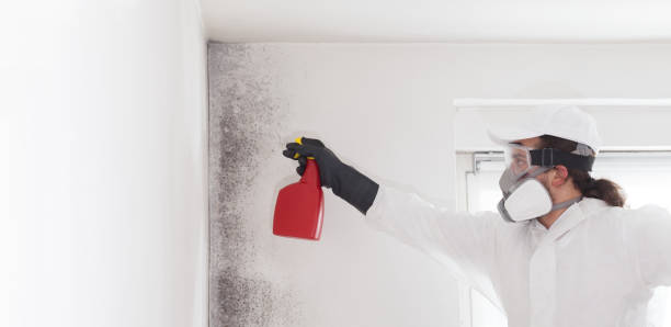 Best Professional Mold Removal  in Silsbee, TX