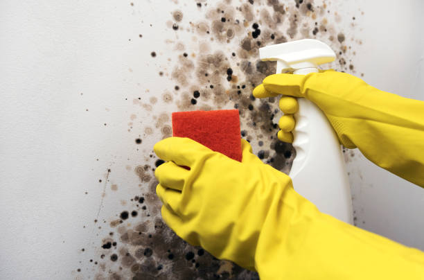 Best Mold Damage Repair  in Silsbee, TX