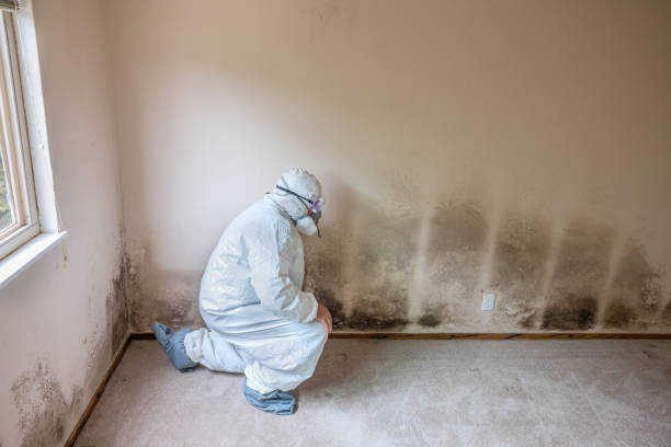 Best Mold Remediation Services  in Silsbee, TX