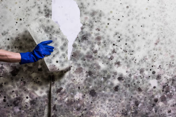 Best Toxic Mold Removal  in Silsbee, TX