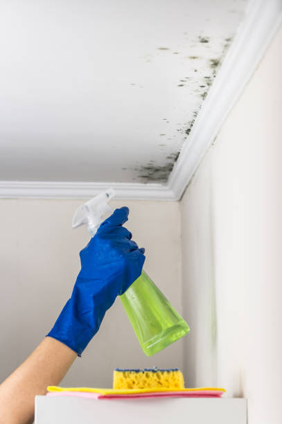 Best Office Mold Removal Services  in Silsbee, TX